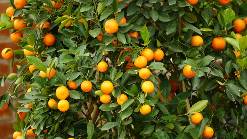 Egyptian orange groves